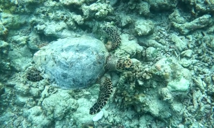 Kandima Maldives