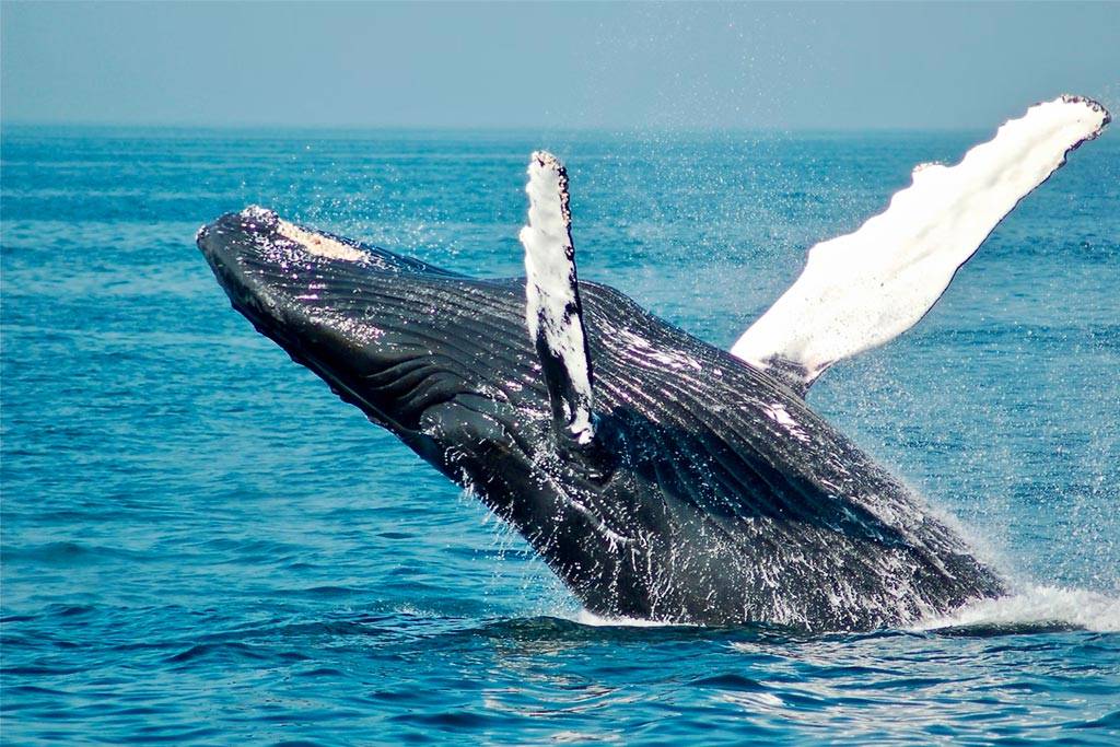 Где можно увидеть китов
