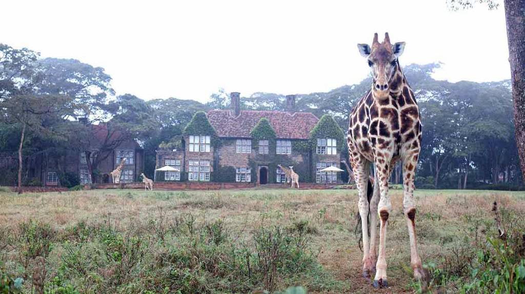 GIRAFFE MANOR