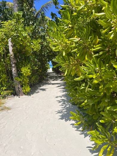 Cinnamon Velifushi 