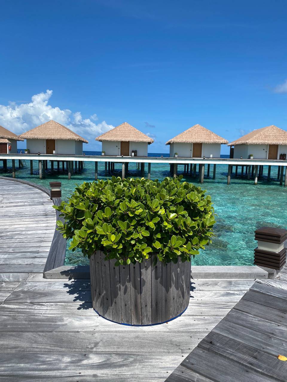 Cinnamon Velifushi 5*