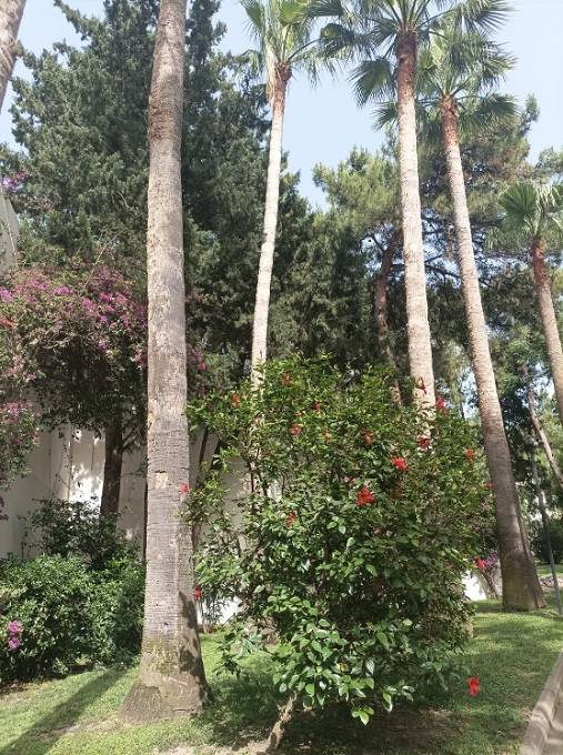 Doubletree by Hilton Bodrum Isil Club Resort 5* (Торба)