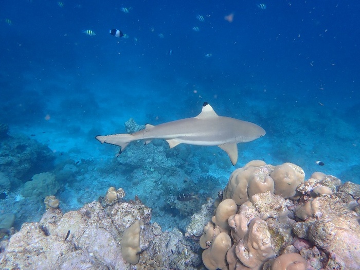 Baros Maldives 5*