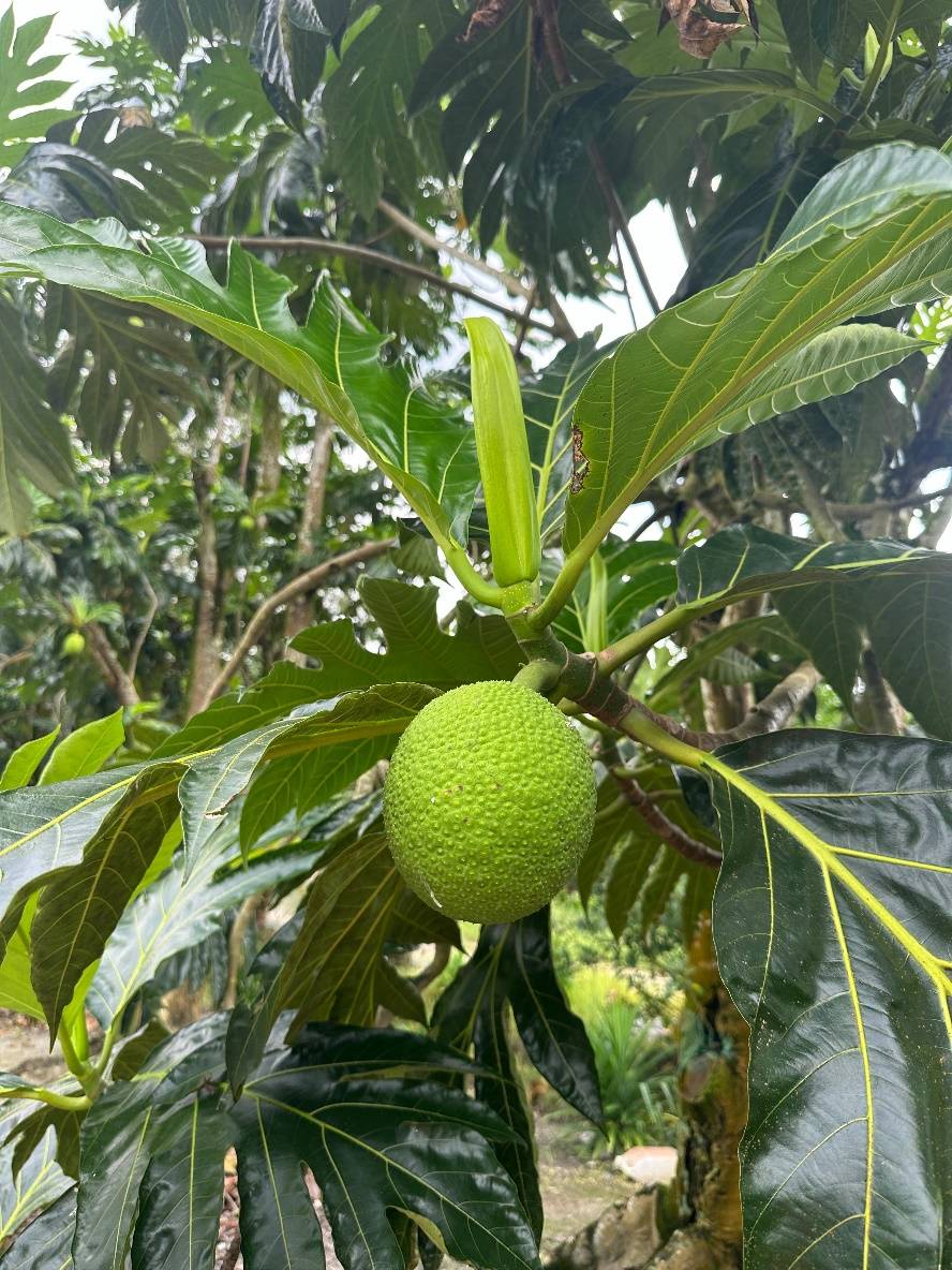 Фруктовая ферма