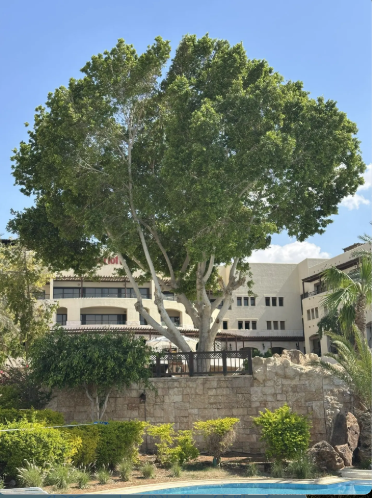 Dead Sea Marriott Resort & Spa 5*