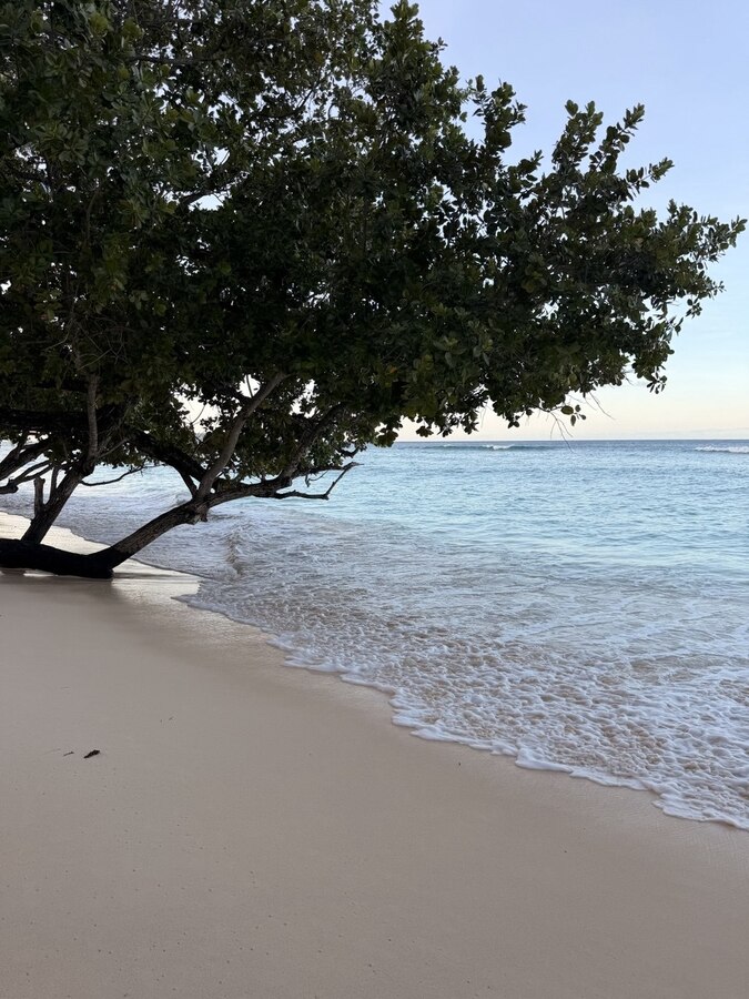 Niva Labriz Seychelles 