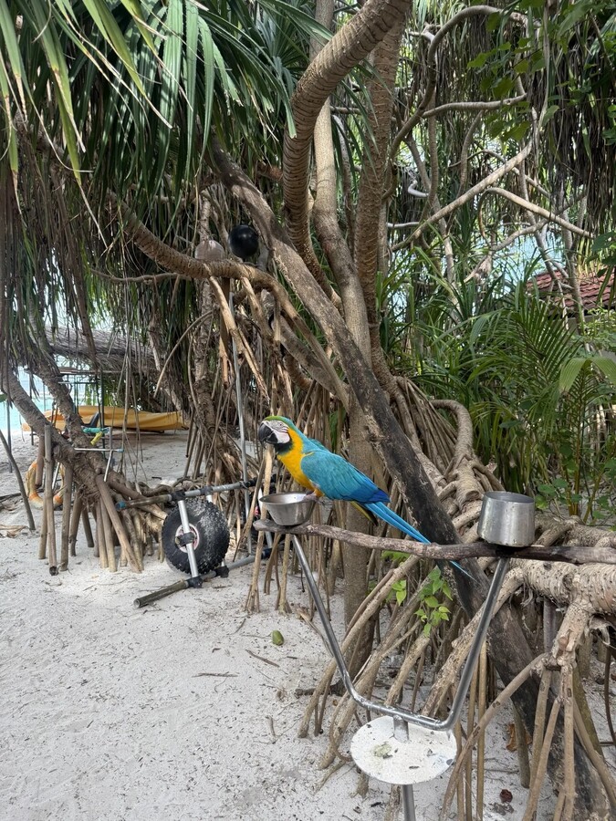 Dhigufaru Island Resort