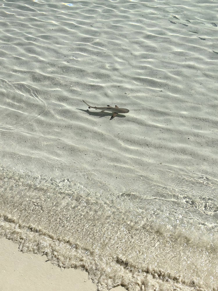 Veligandu Resort & SPA 