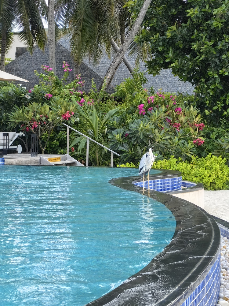 Veligandu Resort & SPA 