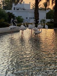 Raffles Al Areen Palace Bahrain