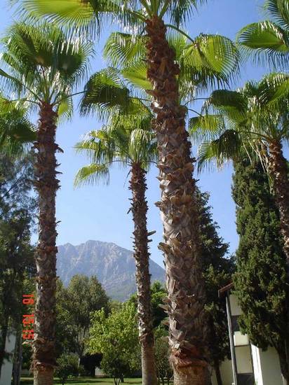 Majesty Club Kemer Beach HV1 Турция, Кемер