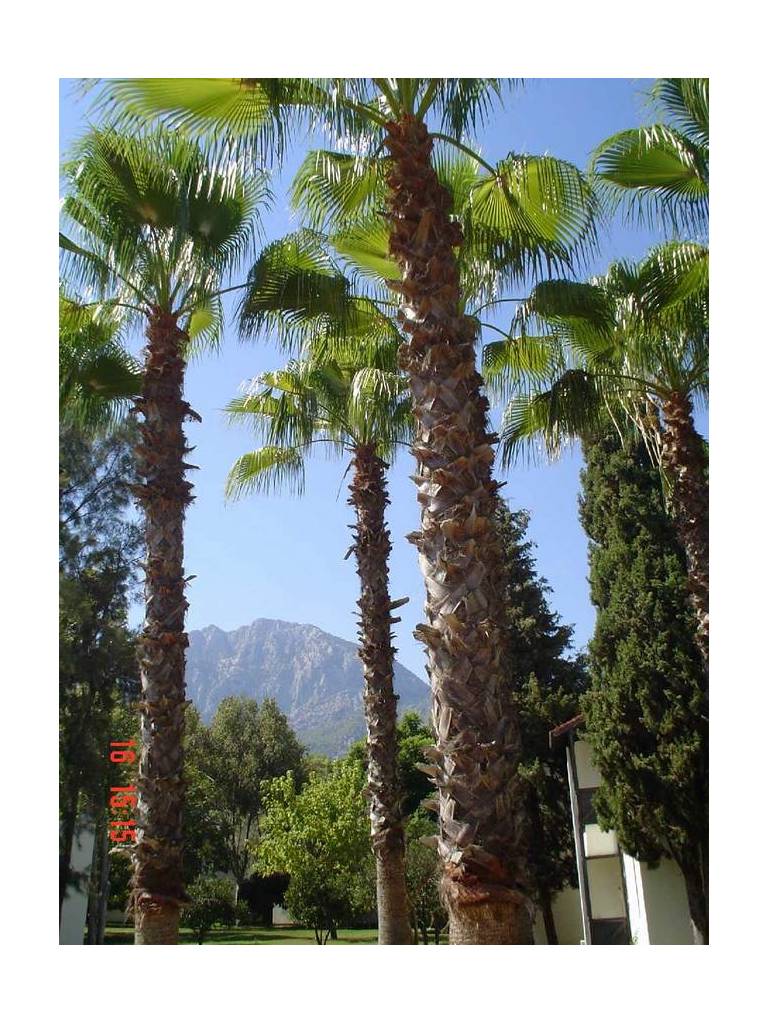 Majesty Club Kemer Beach