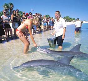 Monkey Mia Dolphin в Манкей Миа
