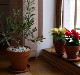 Pension Vila Andra в Сибиу