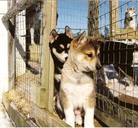 Kamisak Husky and Horse Farm  в Ивало
