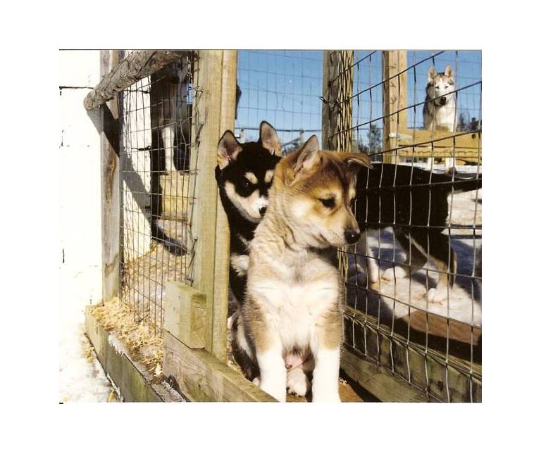 Kamisak Husky and Horse Farm 