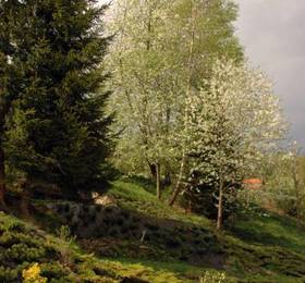 Villa-Japonica  в Висле