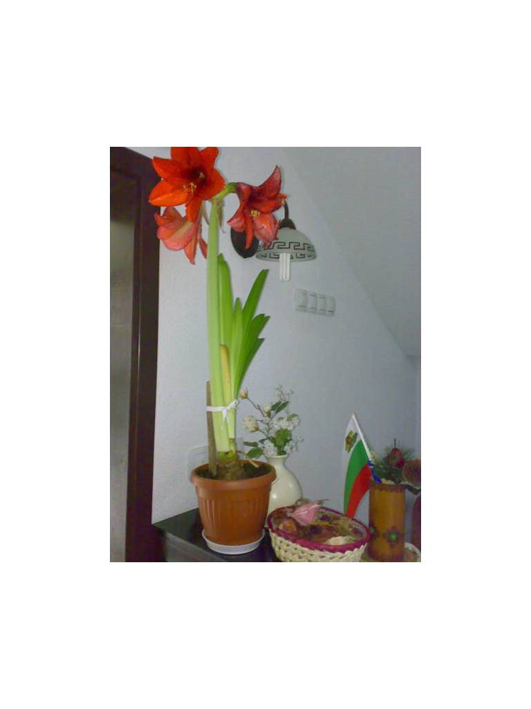 Keremidchieva Kushta Guest House 