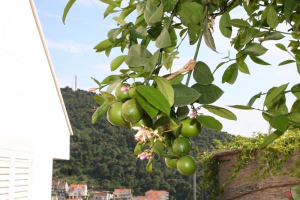 Apartments Margaretic 3*