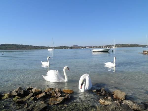 Villa Dolce Vita 3* Хорватия, Водице