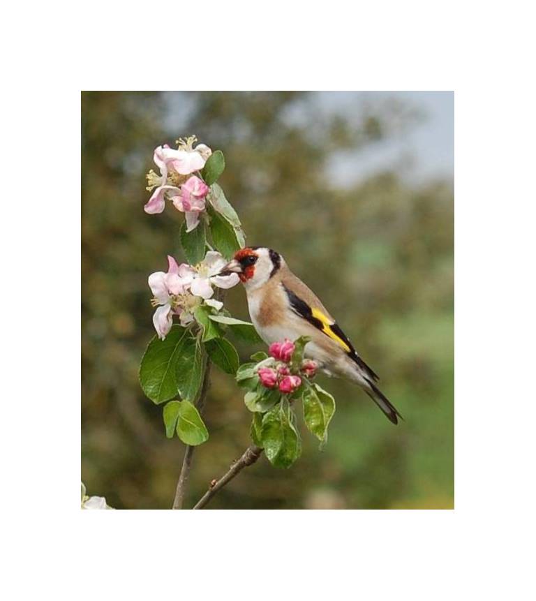 High Beeches B & B 