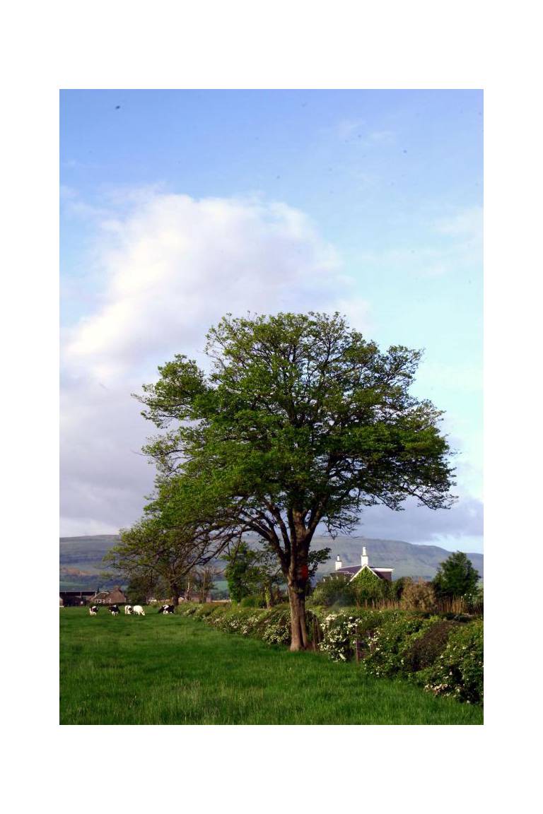 Hillview Cottage 