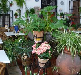 Los Patios в Кордове