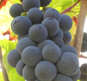 Туры в Ami Chenin  в Франции