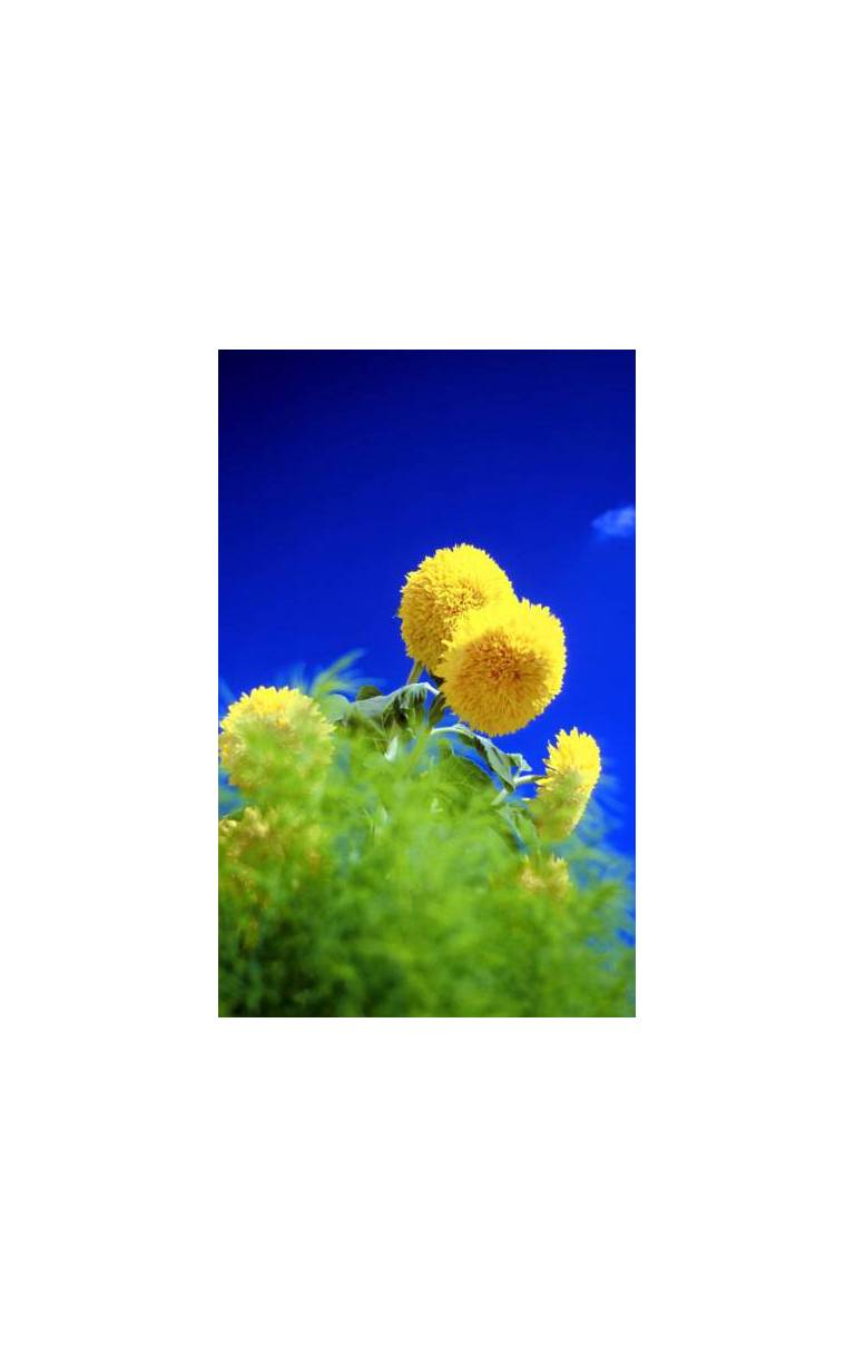 Sunflower Apartments & Studios 