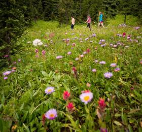 Sunshine Mountain Lodge  в Банфе