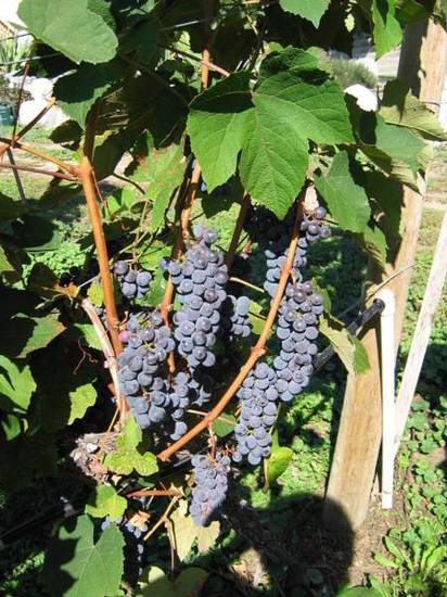Arta B&B and Vineyard  Канада, Пентиктон
