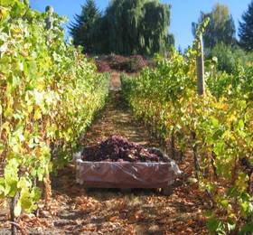 Arta B&B and Vineyard  в Пентиктоне