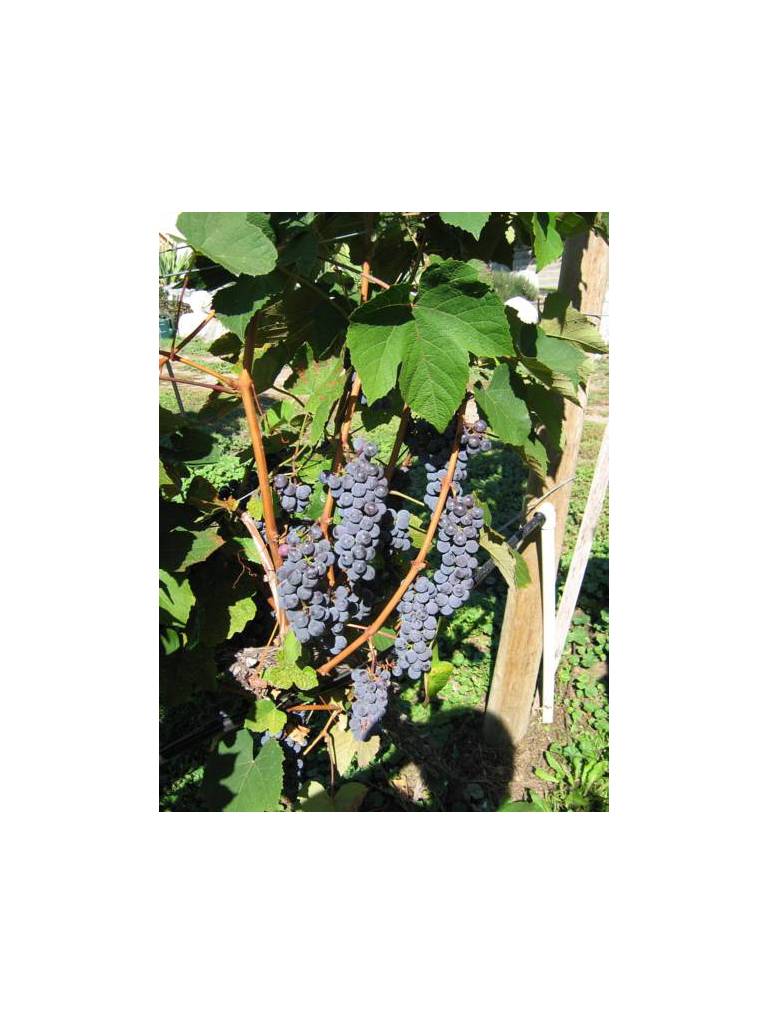 Arta B&B and Vineyard 
