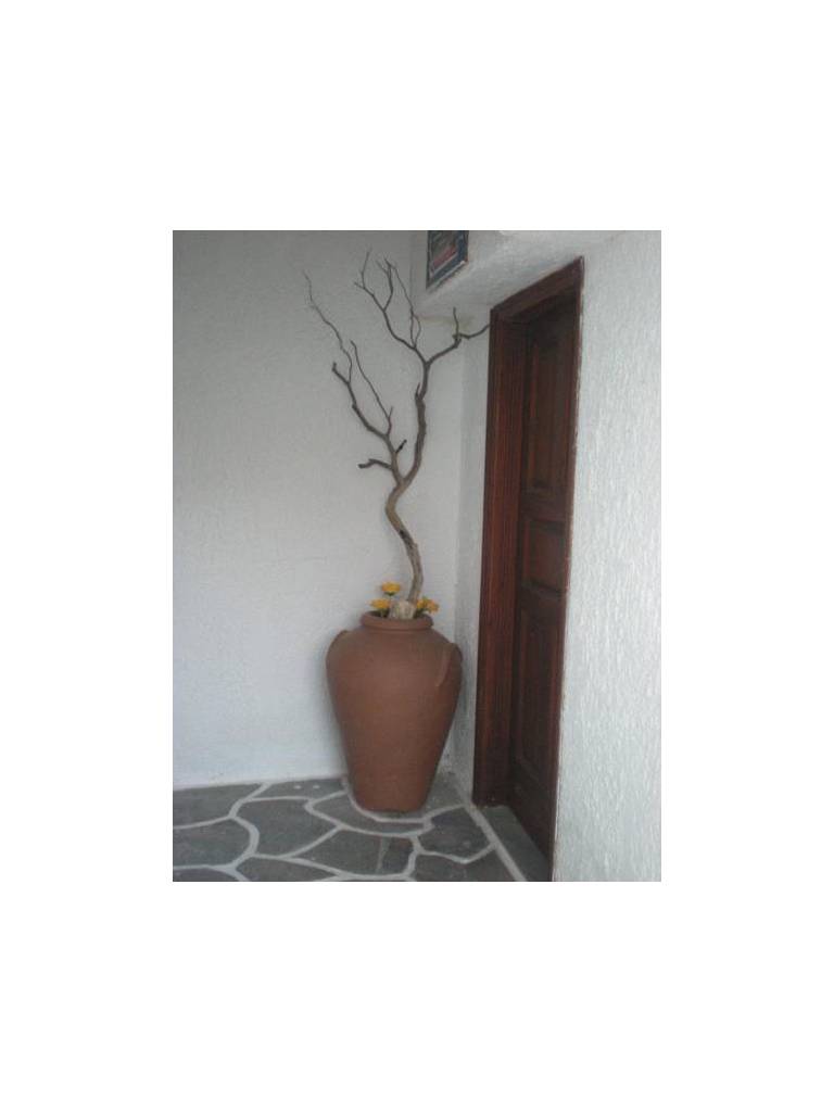 Zorbas Rooms 