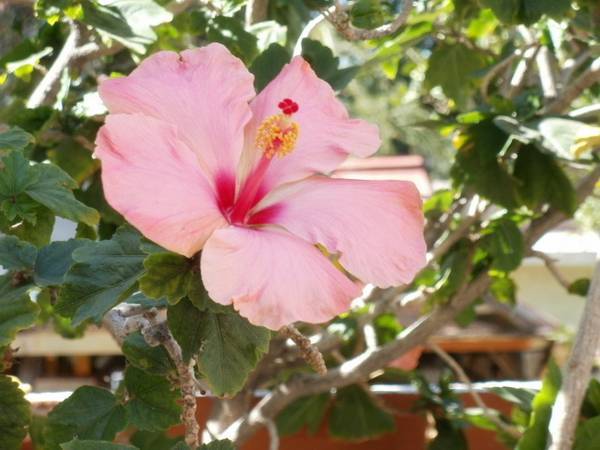 Casa al Centro Inn B&B  Мексика, Ла-Пас