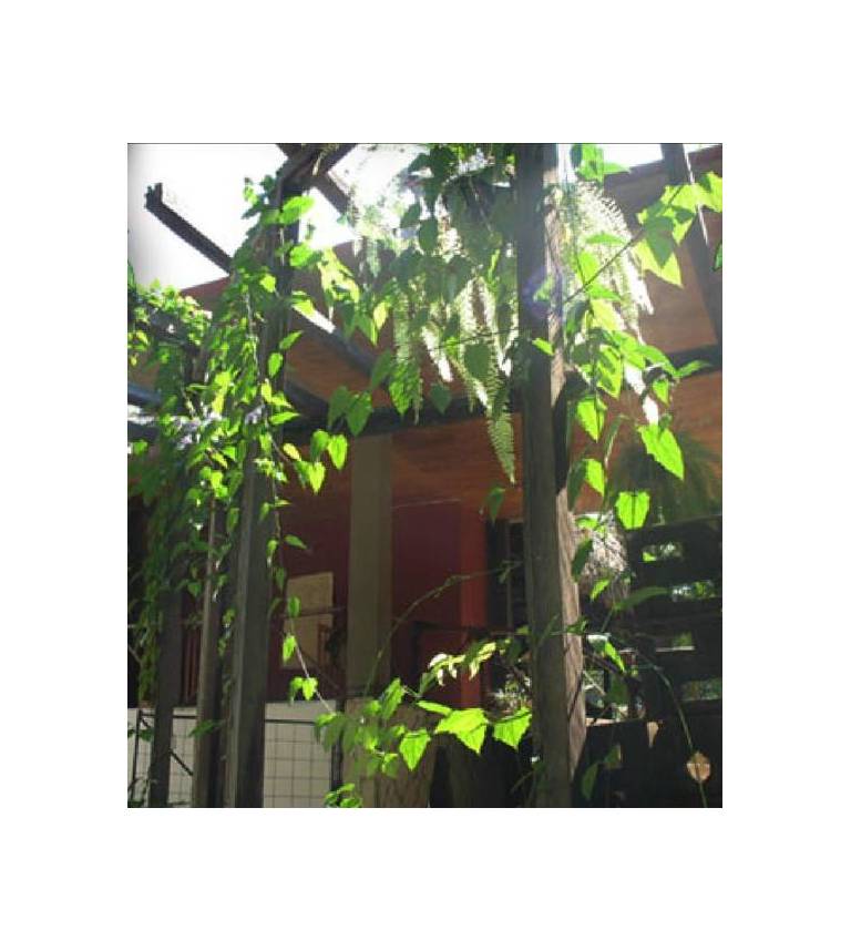 Yaxkin Hostel-Palenque 