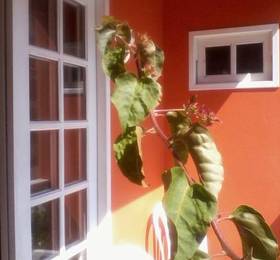 Pousada Ilha Morena  в Флорианополисе