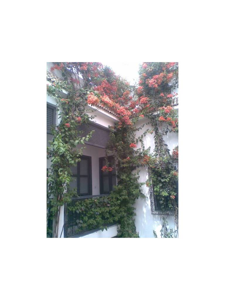 Bougainvillea Riad