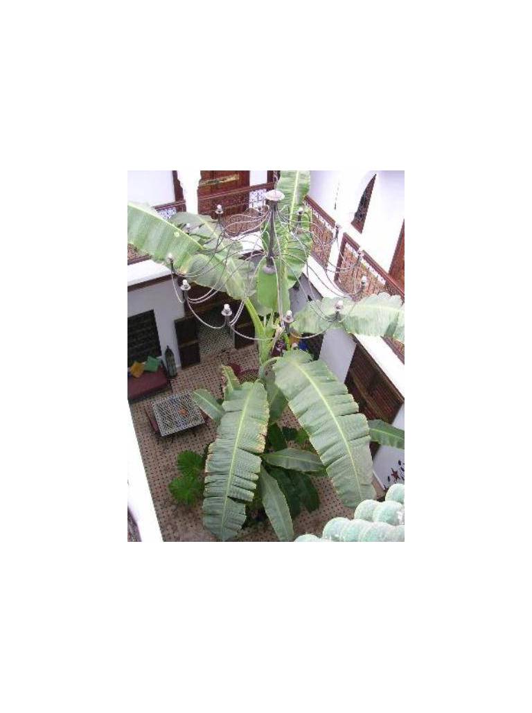 Riad Mehdia 