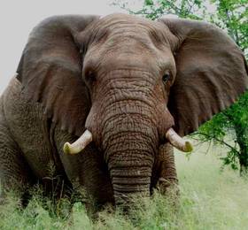 Туры в Thanda Private Game Reserve  в ЮАР
