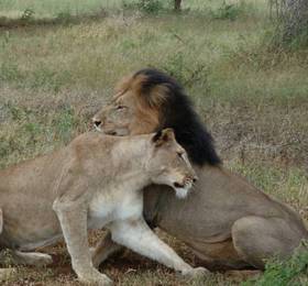Thanda Private Game Reserve  в Хлухлуви