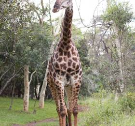 Туры в Zululand Safari Lodge  в ЮАР