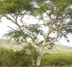 Zululand Tree Lodge  в Хлухлуви