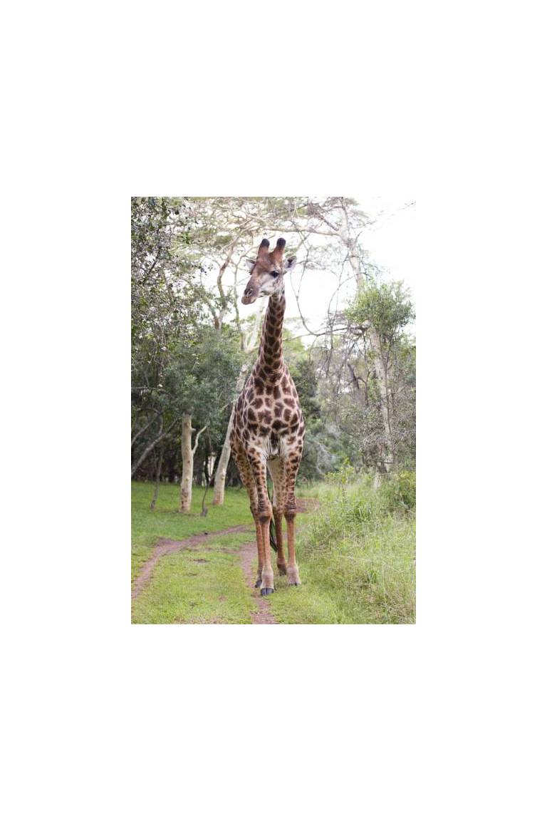 Zululand Tree Lodge 