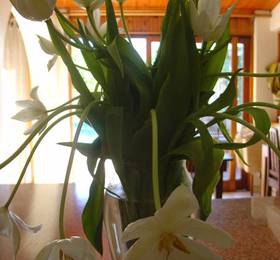 Туры в The Stables Lodge  в ЮАР