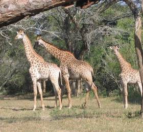 Туры в Bushwillow Lodge  в ЮАР