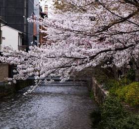 Kyo no yado Seiun-an  в Киото