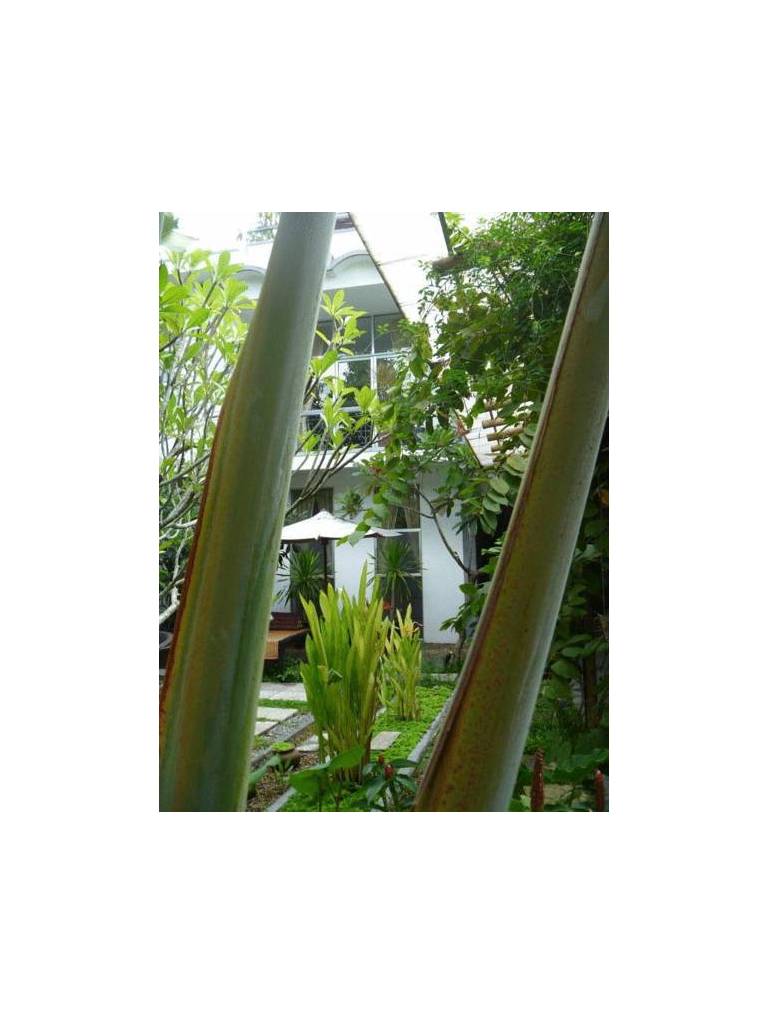 Frangipani Villa-90s 