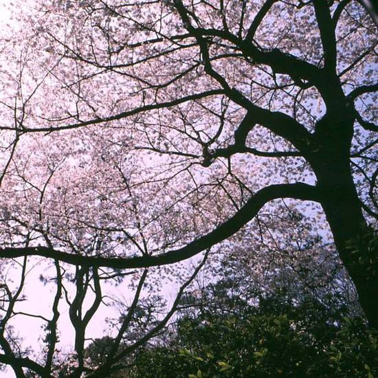 Hotel Laforet Tokyo  4* Япония, Токио
