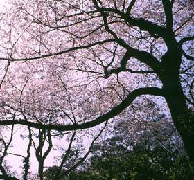 Hotel Laforet Tokyo  в Токио